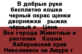 В добрые руки бесплатно,кошка,2.5черный окрас,щенки дворняжки,3 рыжих 1 чёрный,с › Цена ­ - - Все города Животные и растения » Кошки   . Хабаровский край,Николаевск-на-Амуре г.